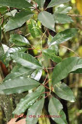 Bois de tambour- Tambourissa elliptica- Monimiacée - B