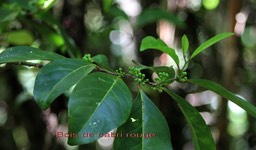 Casearia coriacea