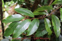 Change écorce- Aphloia theiformis- Aphloiacée - I