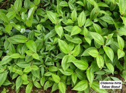 Clidemia hirta  Tabac Boeuf