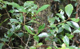 Coffea mauritiana