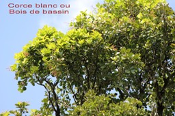 Corce blanc- Homalium paniculatum- Salicacée - I
