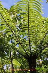 Cyathea excelsa