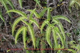 Dichranopteris linearis