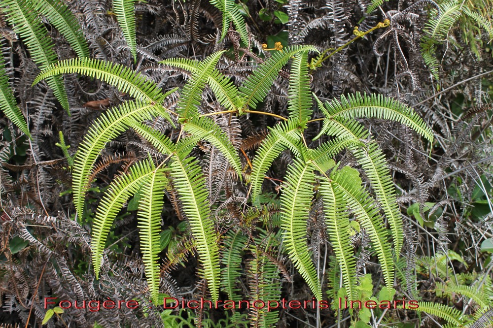 Dichranopteris linearis