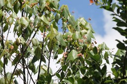 Dombeya elegans