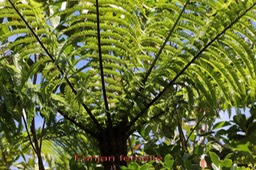 Fanjan femelle- Cyathea excelsa - Cyathéacée - Masc