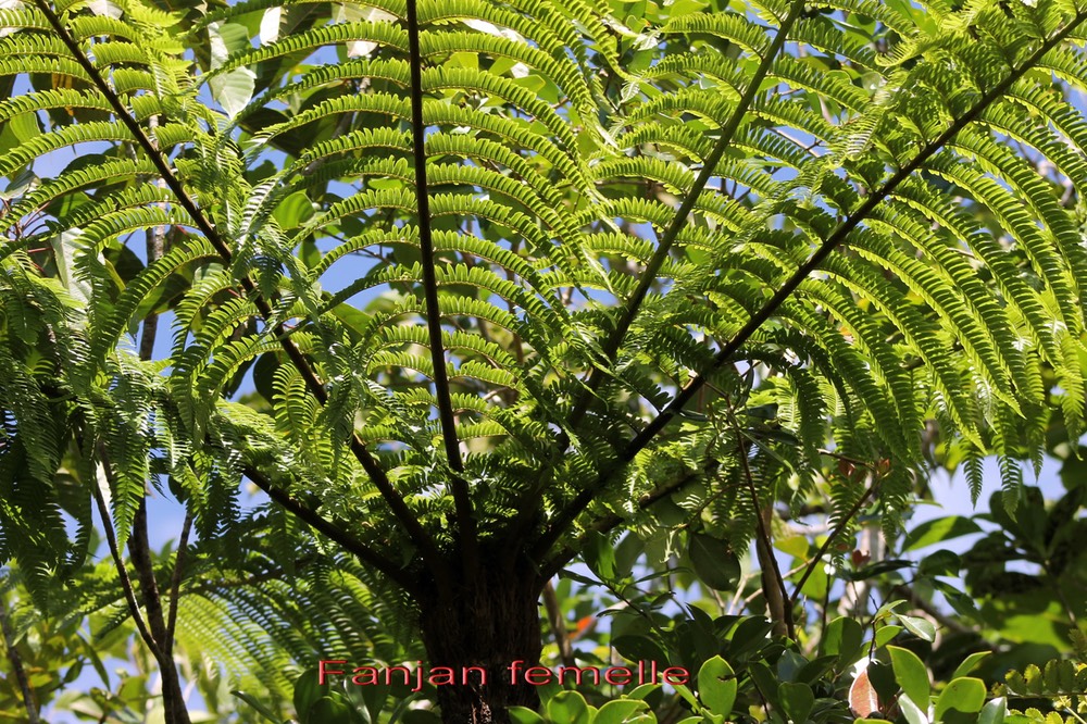 Fanjan femelle- Cyathea excelsa - Cyathéacée - Masc