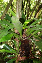 Fougère langue de boeuf- Antrophyum giganteum-Vittaracée- Masc
