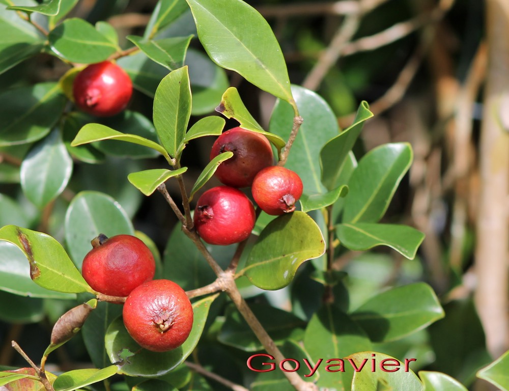 Goyavier- Psidium cattleianum - Myrtacée - exo
