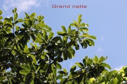 Grand natte- Mimusops balata- Sapotacée -