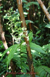 Habenaria sigillum