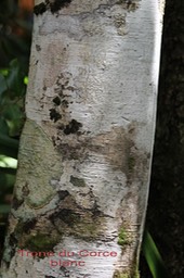 Homalium paniculatum- Son écorce