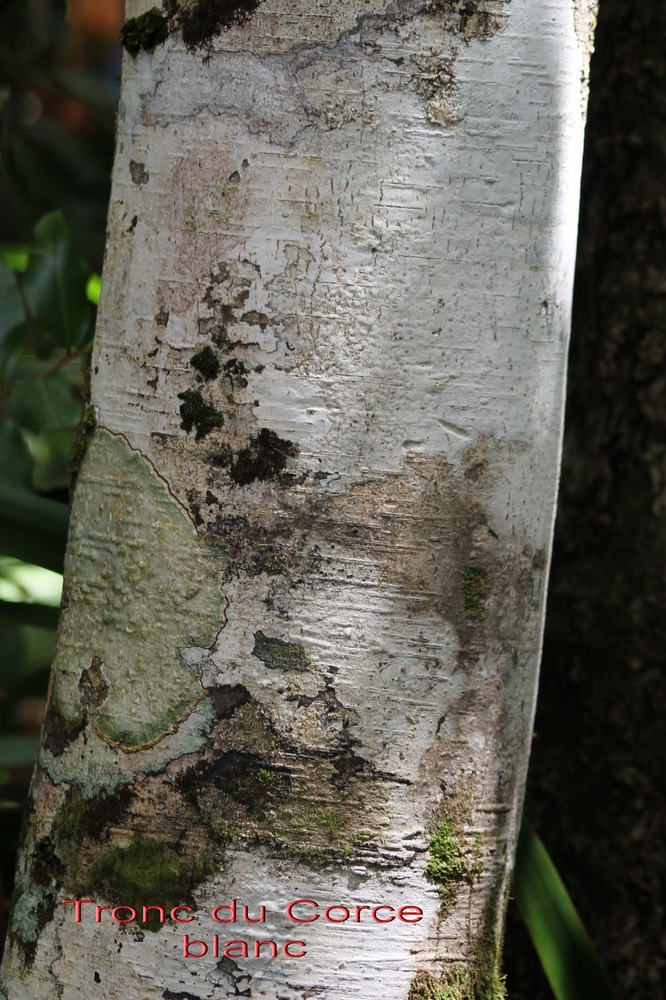 Homalium paniculatum- Son écorce