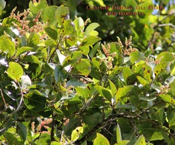 Homalium paniculatum-salicacée- BM