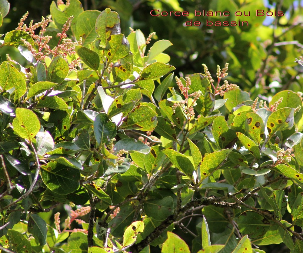 Homalium paniculatum-salicacée- BM