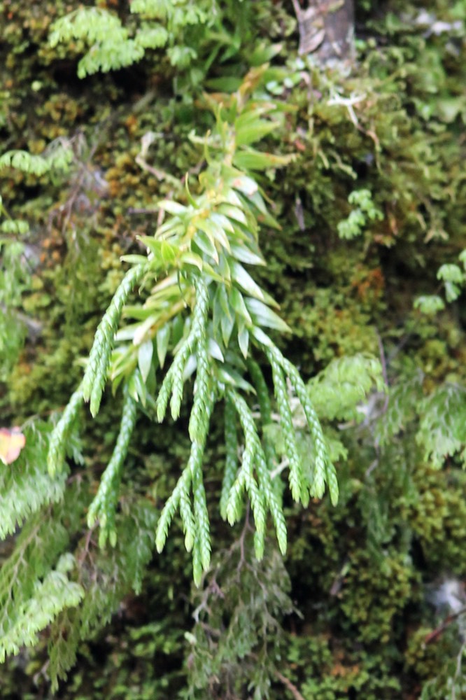 Huperzia gnidioides