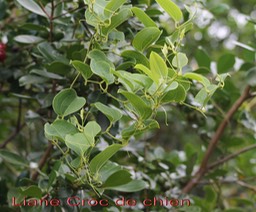 Liane Croc de chien - Smilax anceps - Smilacacée - I