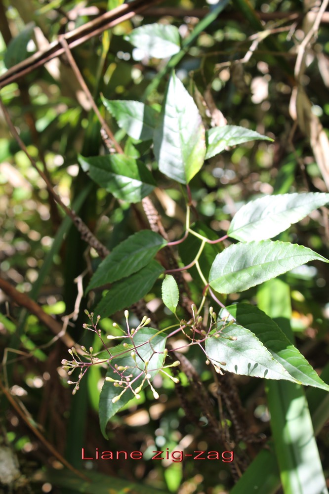 Liane zig-zag - Humbertacalia tomentosa- Astéracée - I