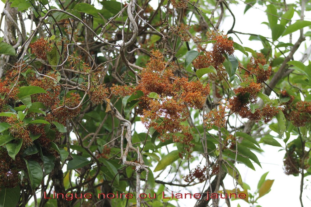 Lingue noire ou Liane jaune - Danais fragrans - Rubiacée - I