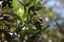 Losto café- Gaertnera vaginata- Rubiacée - B