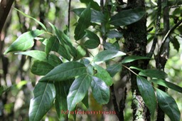 Mafatambois- Cnestis glabra- Connaracée - I