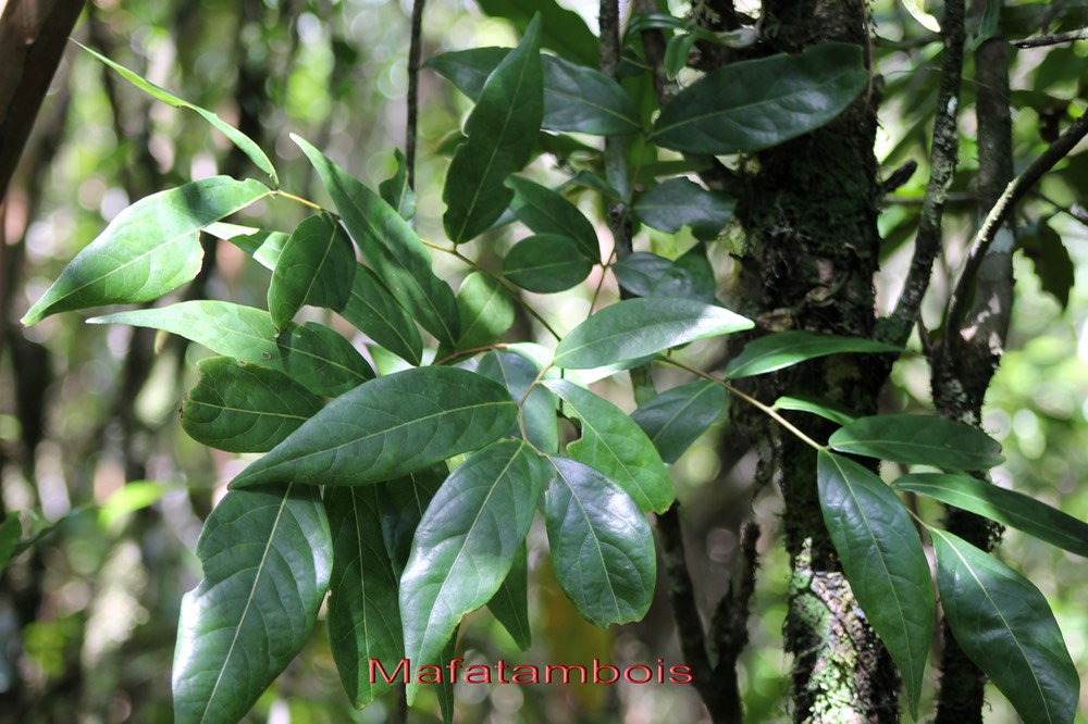 Mafatambois- Cnestis glabra- Connaracée - I