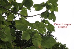 Mahot blanc- Dombeya ciliata- Malvacée - B
