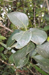 Mapou- Monimia rotundifolia- Monimiacée - B