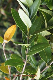 Melicope obscura- Feuilles froissées pas d'odeur- Rutacée-B