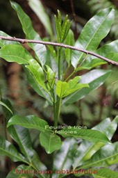 Melicope obtusifolia