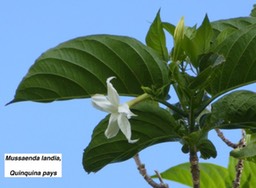Mussaenda landia, Quinquina pays
