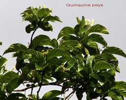 Mussaenda landia