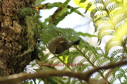 Oiseau blanc- Zosterops borbonica
