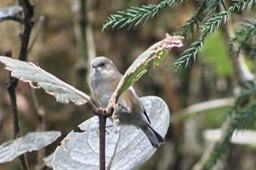 Oiseau blanc-2