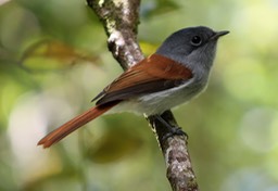 Oiseau la vierge- Forêt Bon Accueil- Les Makes