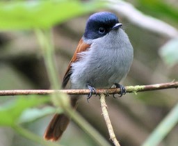 Oiseau la vierge- La forêt Bon Accueil- Les Makes