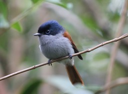 Oiseau la vierge-1