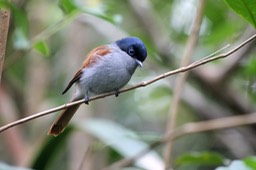 Oiseau la vierge-2
