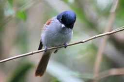 Oiseau la vierge-3