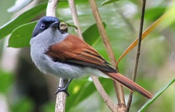 Oiseau la vierge-6
