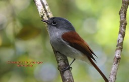 Oiseau la vierge femelle