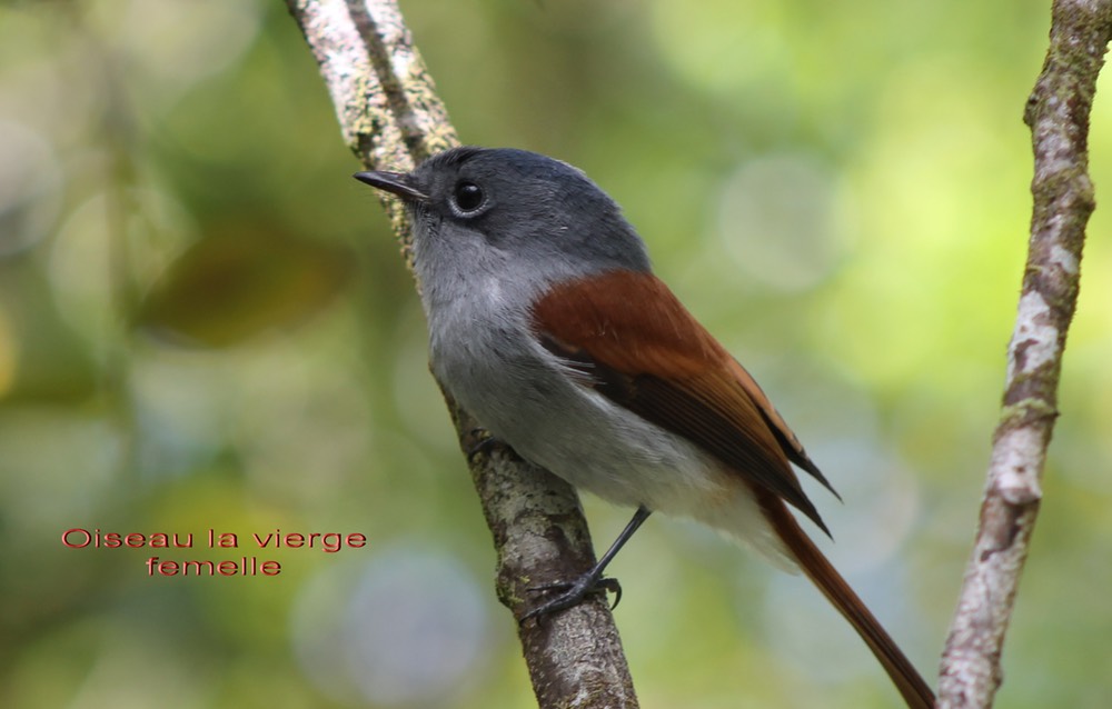 Oiseau la vierge femelle