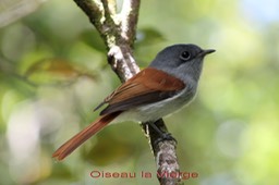 Oiseau la Vierge