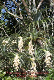 Pandanus montanus- Pandanacée - B
