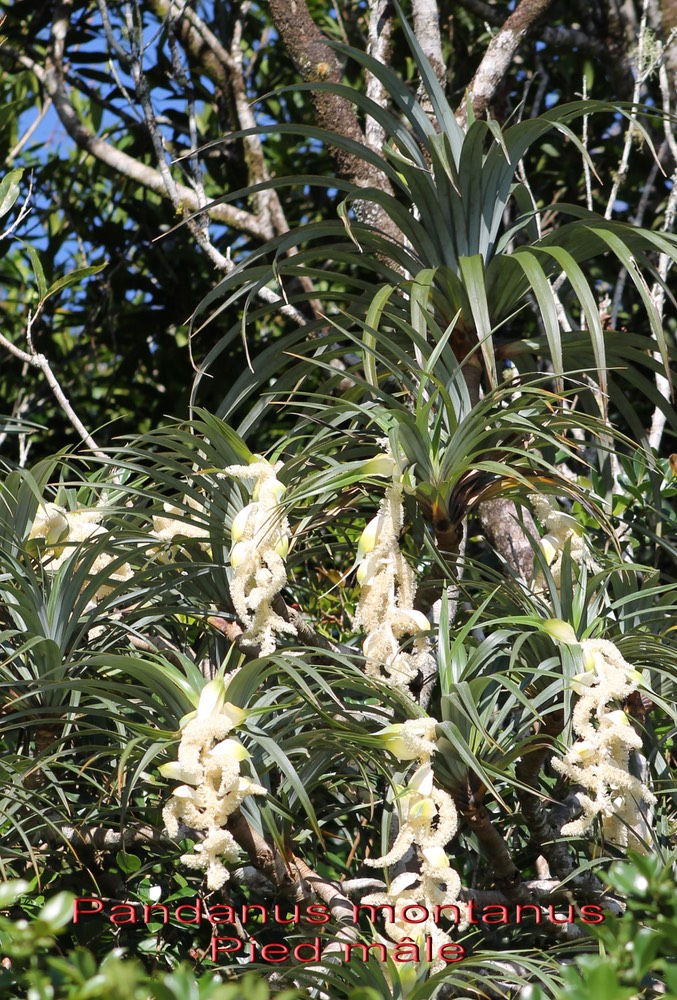 Pandanus montanus- Pandanacée - B