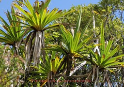 Pandanus purpurascens- Pandanacée - B