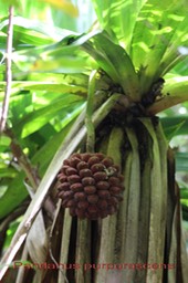 Pandanus purpurascens