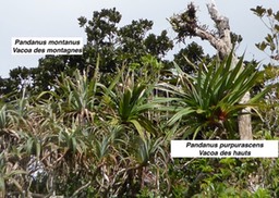 PANDANUS