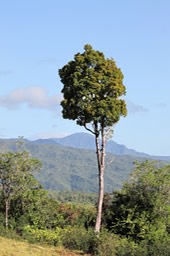 Paysage à Diana Dea